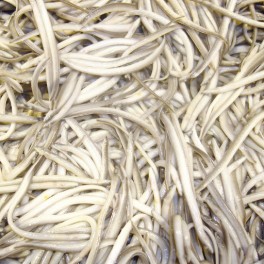 Angulas Angulas