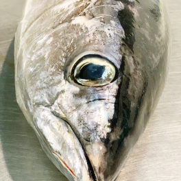 Bonito del Norte