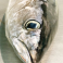 Bonito del Norte