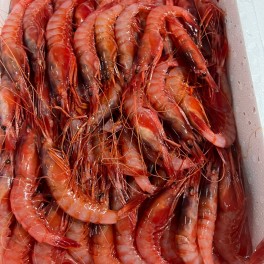 Gamba Roja Alistada